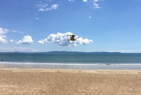 bird in flight Picture of bird with beach and ocean in the background