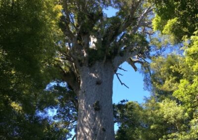 Picture of Kauri tree Tane Mahuta 'Gof of the Forest' in Northland forest