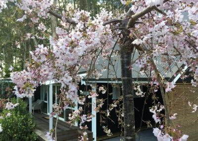 Picture of the cherry blossom outside Tranquility Retreat