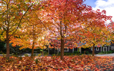 Autumn in the Bay of Islands