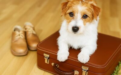 Pooch Package – Dog-Friendly Stays at Treghan