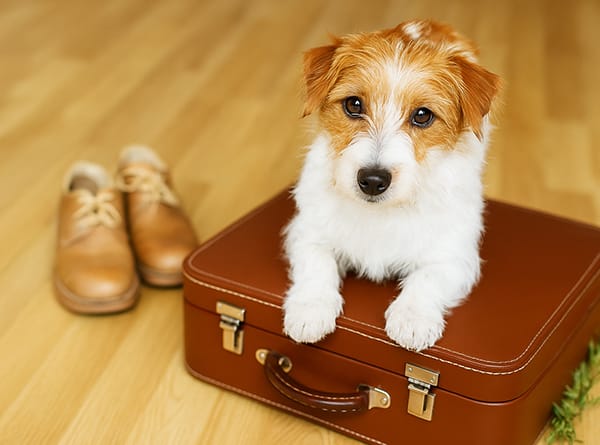 Max packed ready to go to Treghan's pet friendly accommodation Max packed ready to go to Treghan's pet friendly accommodation