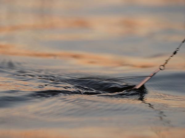 Fishing line skimming the water in the Bay of Islands Fishing line skimming the water in the Bay of Islands