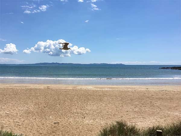 Seagull gliding above Taipa Beach with the calm waters of Doubtless Bay beyond. Seagull gliding above Taipa Beach with the calm waters of Doubtless Bay beyond.